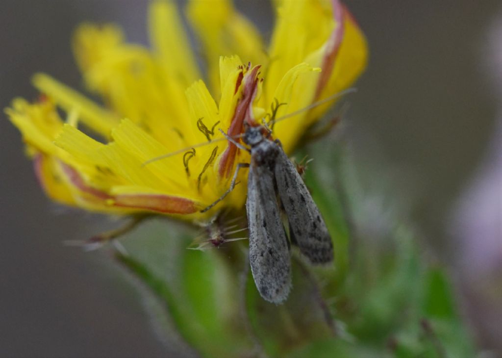 Phycitodes inquinatella?  Phycitodes sp. - Pyralidae